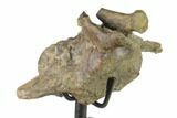 Ankylosaur (Denversaurus) Caudal Vertebra - Montana #132009-3
